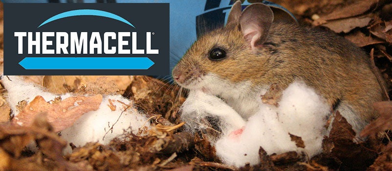 Mouse with cotton from a thermacell tick tube