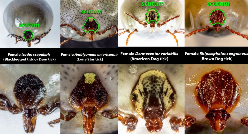 dermacentor variabilis anatomy