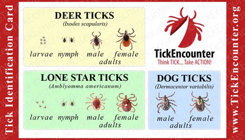 A tick identification magnet, with illustrations of tick species at different stages