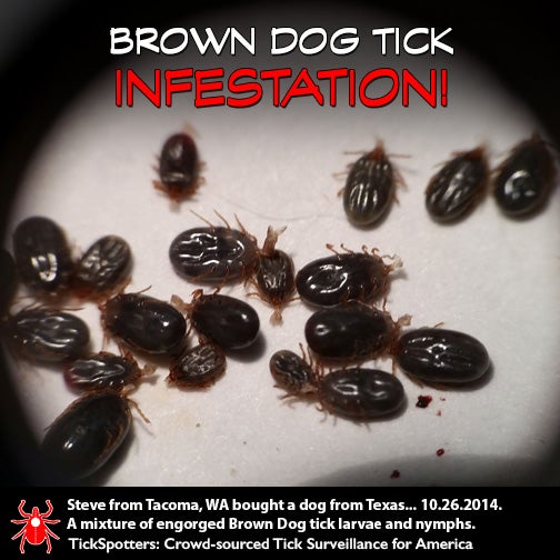 ticks infestation on animals