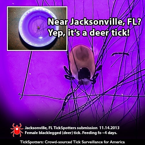 a four day fed adult female blacklegged tick found in Jacksonville, FL