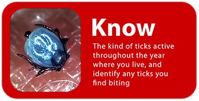 An attached tick with the words: Know the kind of ticks active throughout the year where you live, and identify any ticks you find biting.