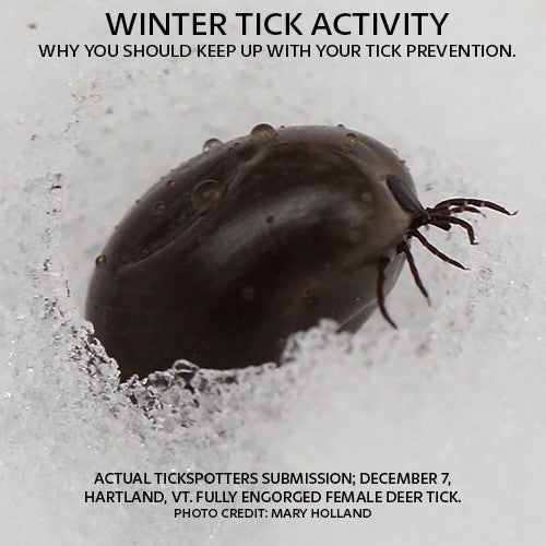Winter Tick activity Why you should keep up with your tick prevention. Actual tickspotters submission: December 7 Artland VT fully engorged female deer tick. Photo credit: Mary Holland.