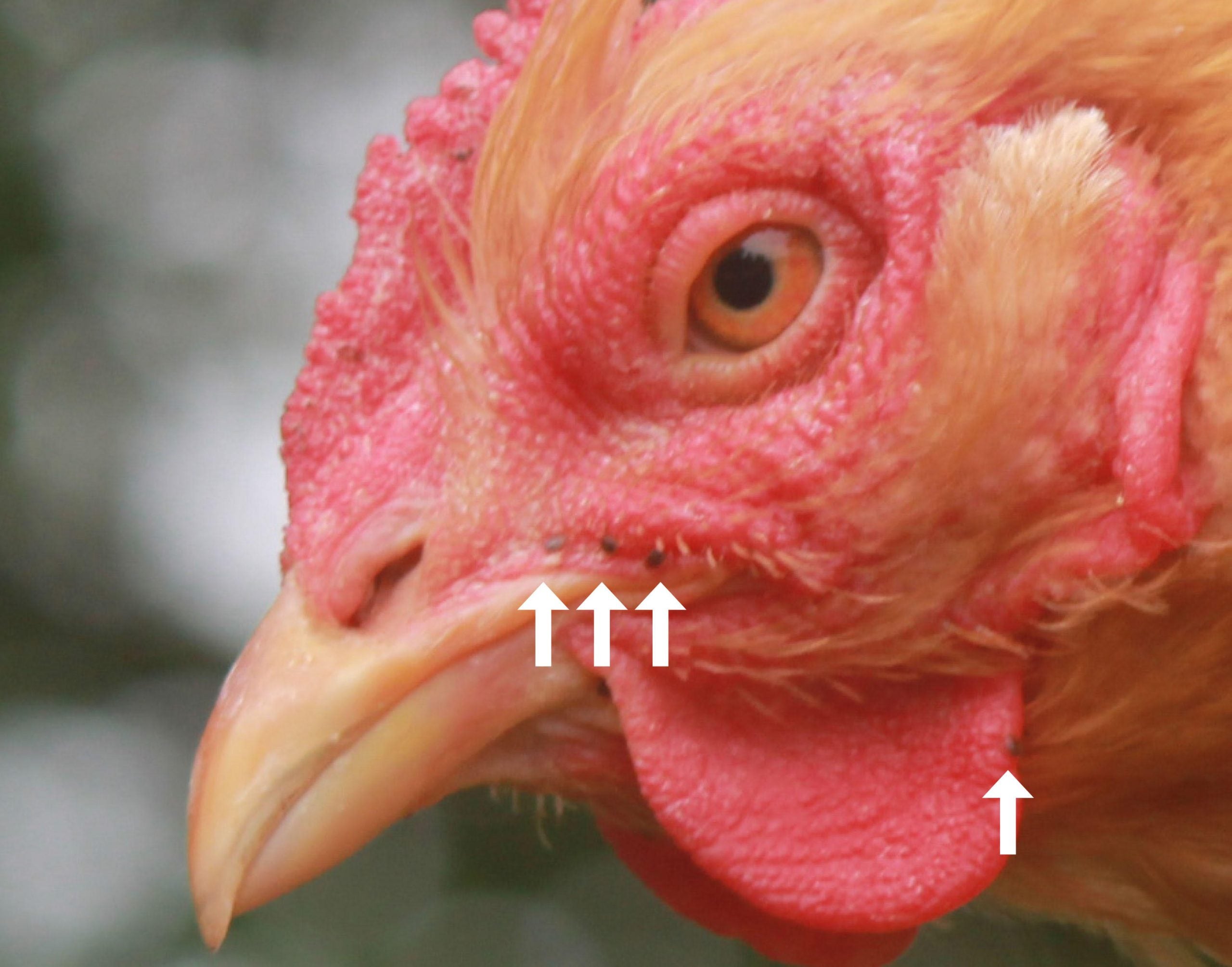 Chickens may eat ticks, TickEncounter