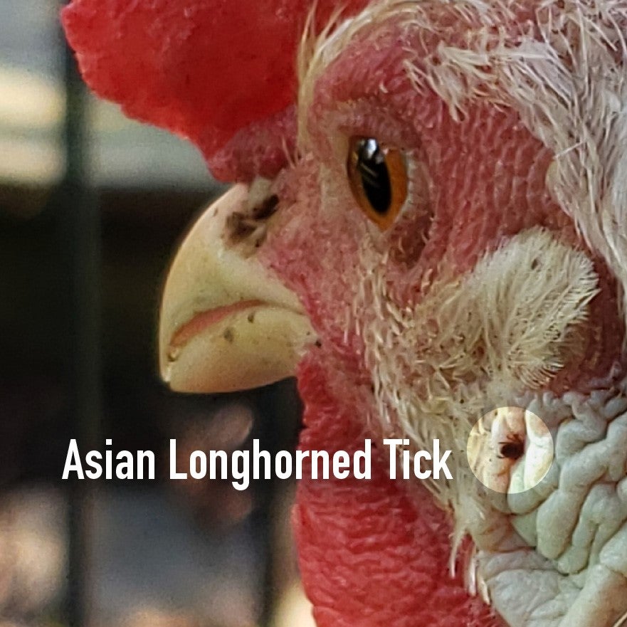 Asian longhorned tick on a chicken