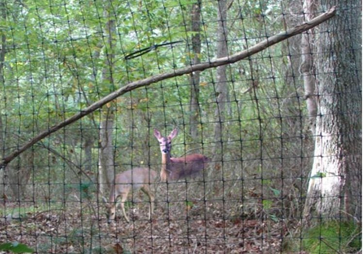 Deer fence keeping deer out