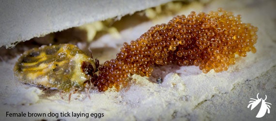 Female brown dog tick laying eggs