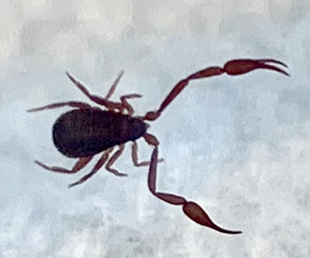 Good news...as scary as that looks, it's definitely not a tick! That's something called a pseudoscorpion. They are harmless to you but are predators on other insects.