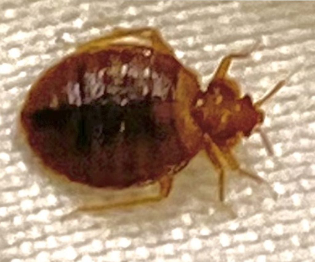 Ack!! That's NOT a tick but it IS a bed bug and sort of a tick look-alike. Getting rid of a bed bug infestation can be complex and costly. The EPA has a getting started guide for bed bug treatment: www2.epa.gov/bedbugs/preparing-treatment-against-bed-bugs