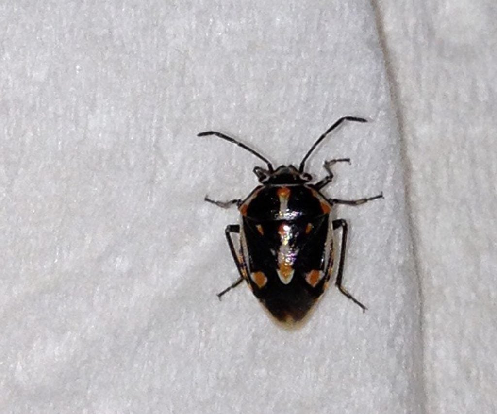 Your picture is definitely not a tick. We see 6 legs and 2 long antennae... that makes it an insect! It's likely a type of harlequin bug in the order Hemiptera. Nothing to worry about this time.