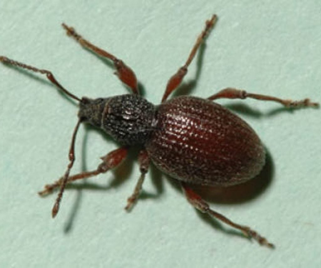 We're happy to tell you that, at least this time, what you've encountered is definitely not a tick. It's a common weevil that many people seem to mistake for a tick. We see 6 legs, 3 body regions, and a pair of clubbed antennae. Larger, adult stage ticks would have 8 legs, 2 body regions, and no antennae.