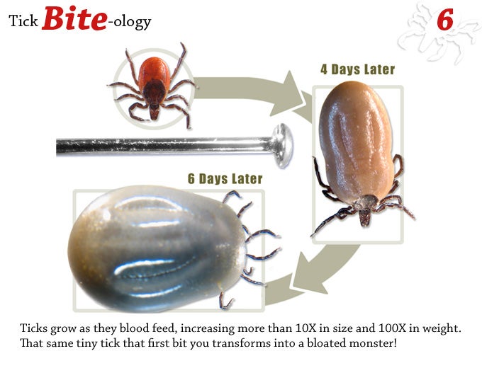 Ticks grow as they blood feed, increasing more than 10x in size and 100x in weight. That same tiny tick that first bit you transforms into a bloated monster!