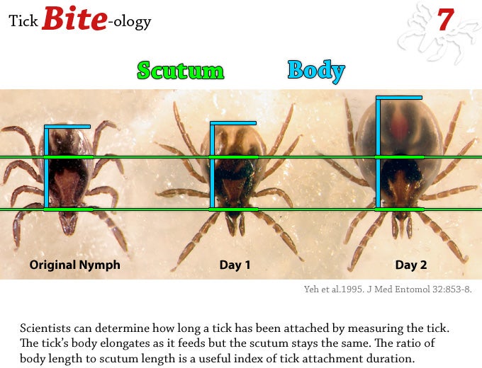 Scientist can determine how long a tick has been attached by measuring the tick. The tick's body elongates as it feeds but the scutum stays the same. The ratio of body length to scutum length is a useful index of tick attachment duration.