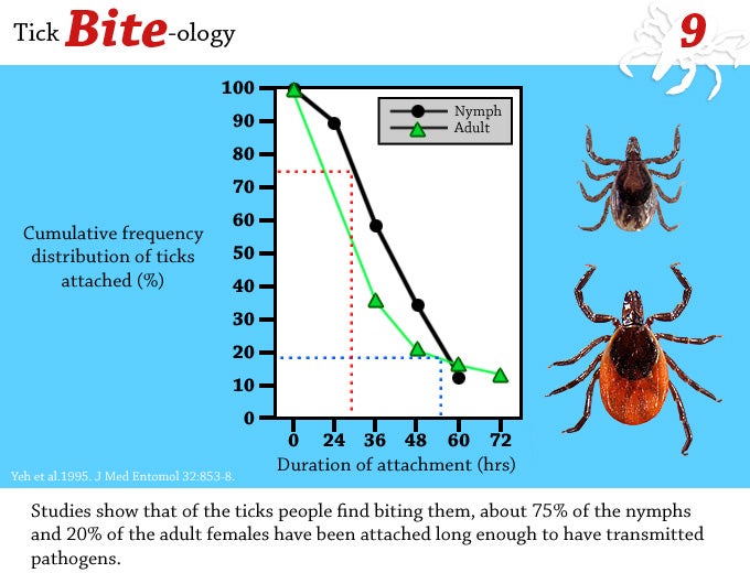 Studies show that the ticks people find biting them, about 75% of the nymphs and 20% of the adult females have been attached long enough to have transmitted pathogens