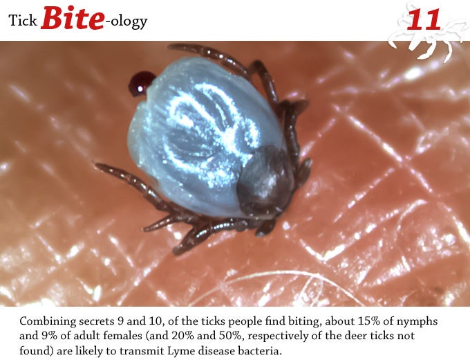 Combining secrets 9 and 10, of the ticks people find biting, about 15% of nymphs and 9% of adult females (and 20% and 50%, respectively of the deer ticks not found) are likely to transmit Lyme disease bacteria