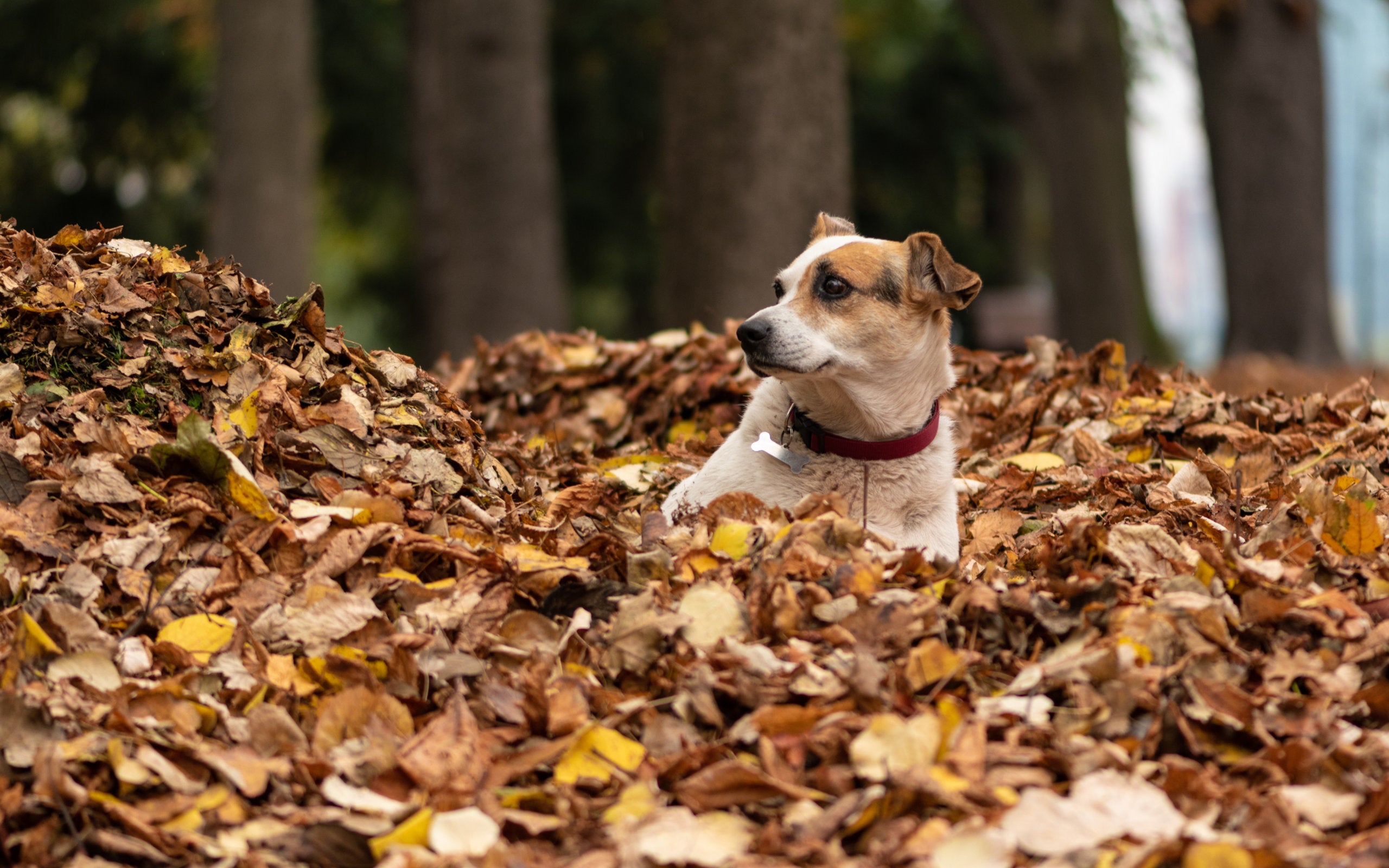 A dog plays in a pile of fall leaves