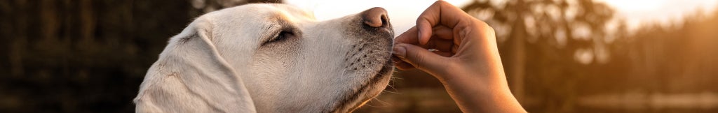 feeding dog a chew medicine