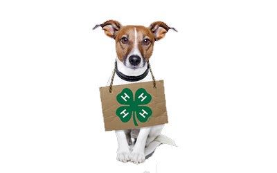 a dog holds a 4-H bag