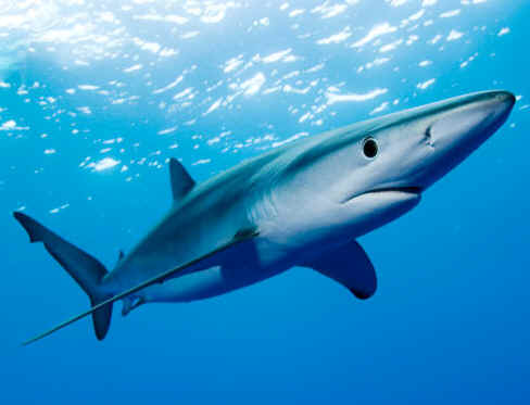 Current knowledge on biology, fishing and conservation of the blue shark  (Prionace glauca)