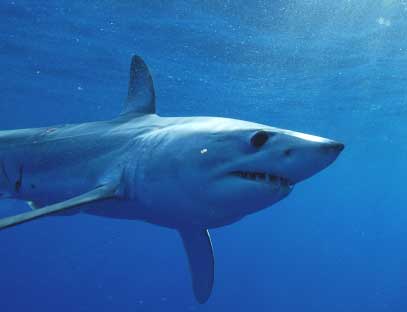 Movements and migrations of mako sharks in the Western North Atlantic