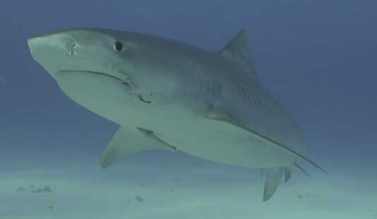 Global movements and habitat use of tiger sharks