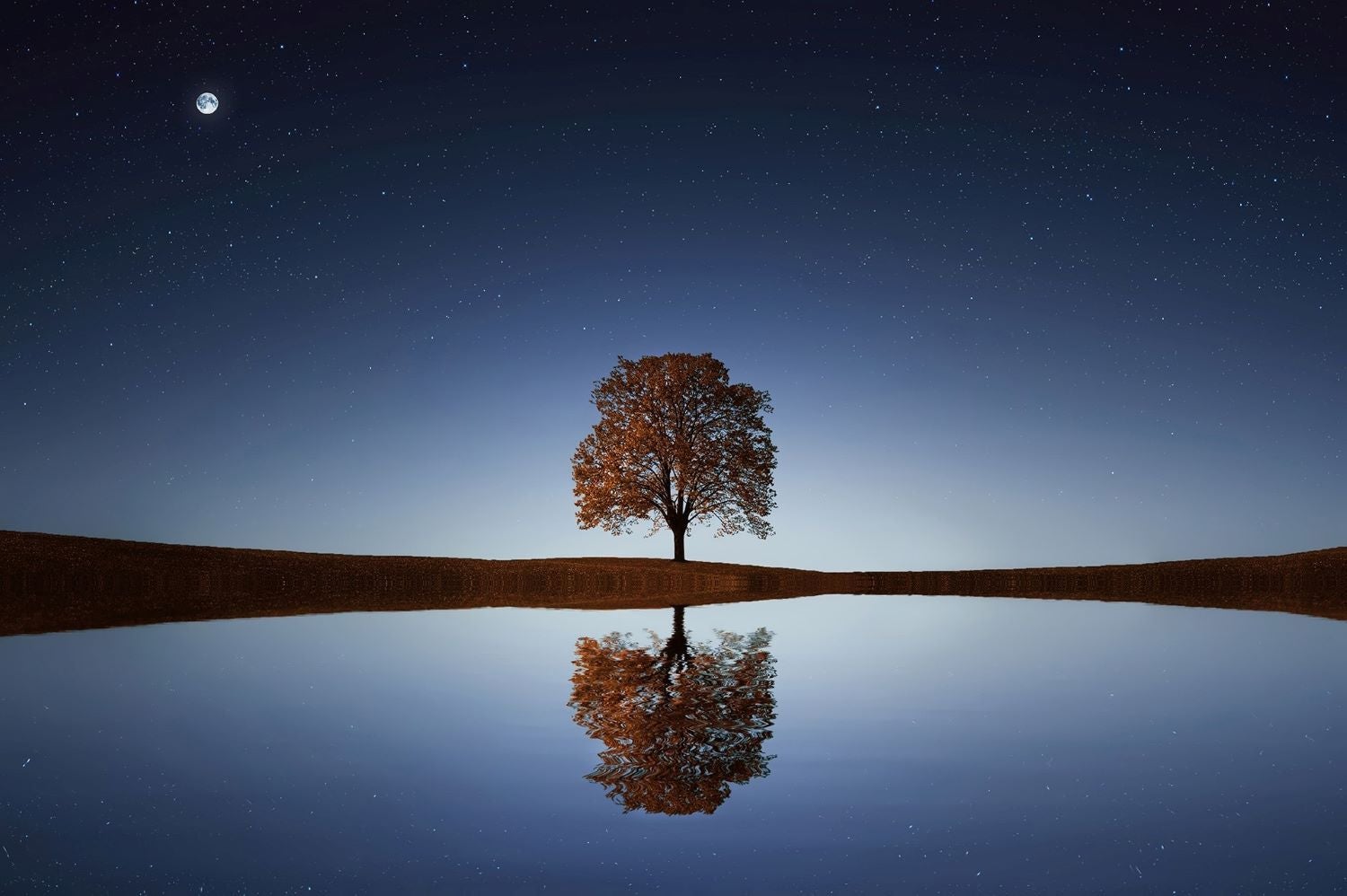 late evening solo tree reflected in a calm lake