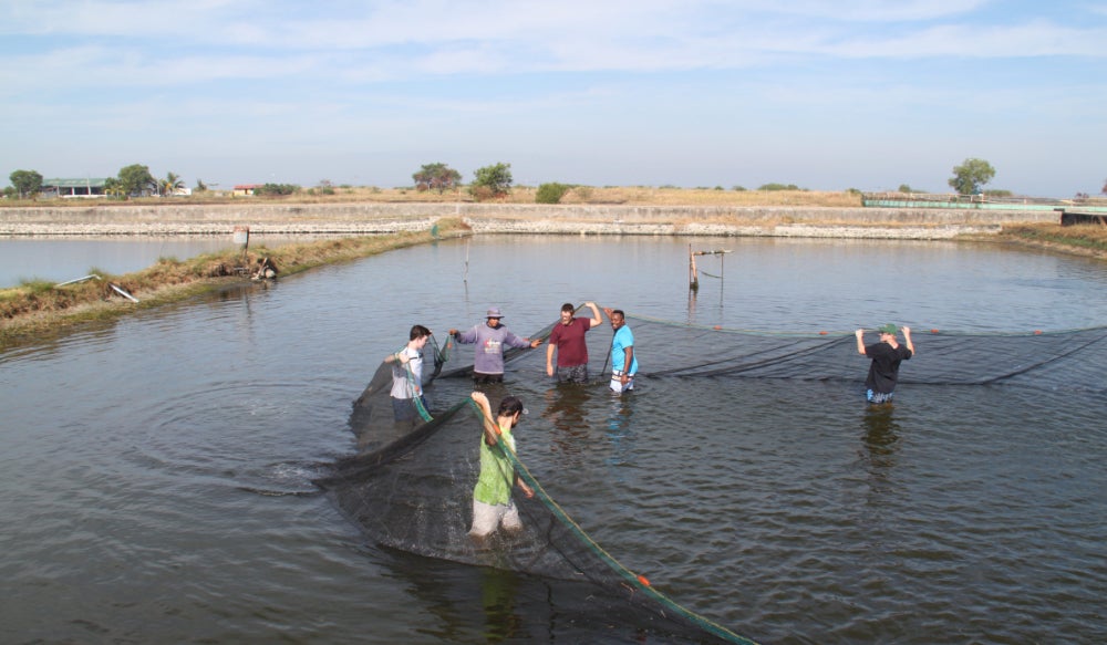 A group of students assisting with the seining of the Milkfish brood stock pond in the Philippines