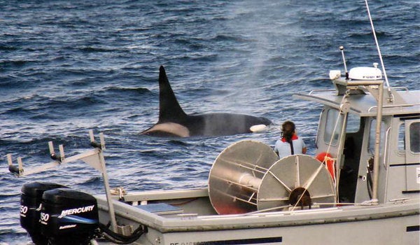 Tara Stevens and orca, photo by A. Erven