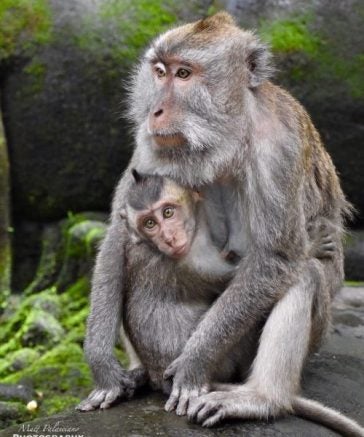 a young macaque clinging to its mother