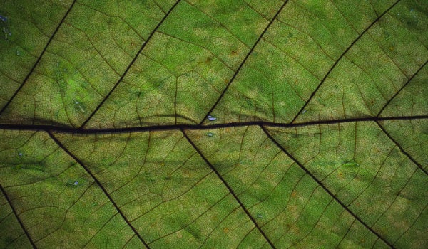 Closeup picture of a leave