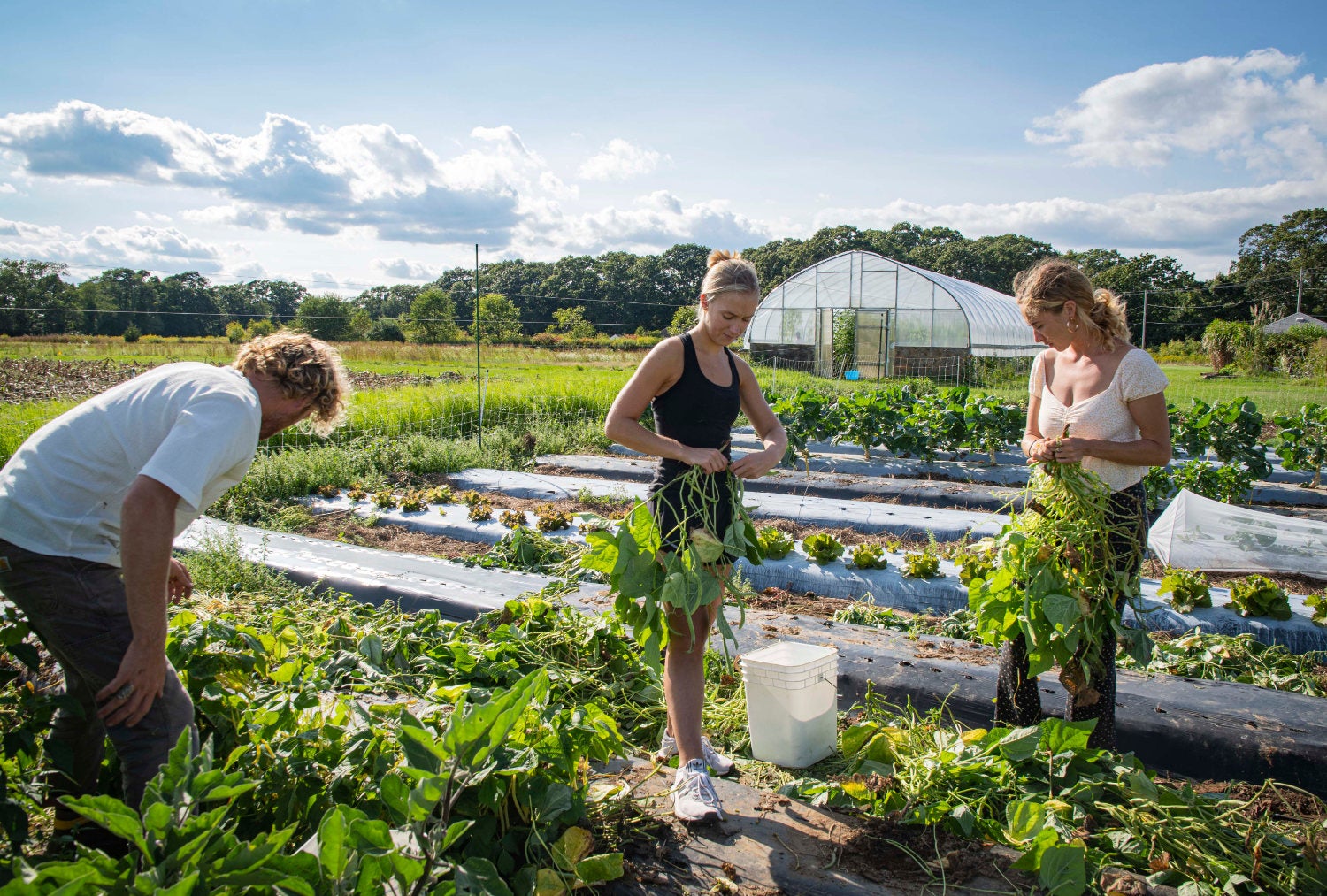 Students Harvesting at the URI Agronomy farm to illustrate the Agriculture and Food Systems Fellows Program