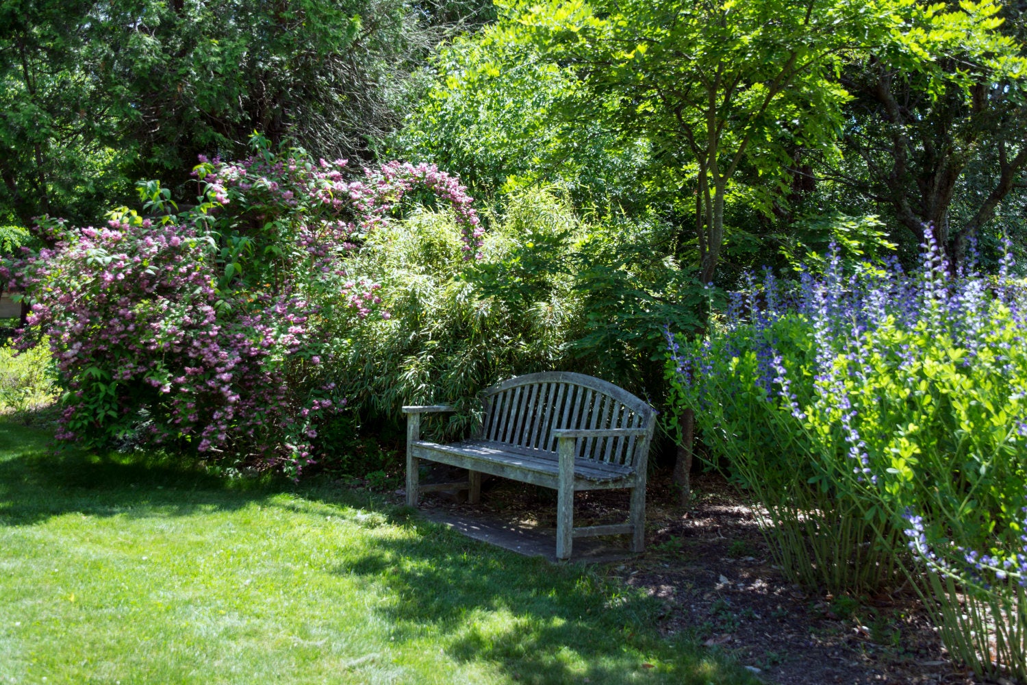 A wooden bench in the URI botanical garden, surrounded by flowering shrubs