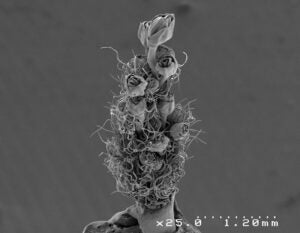 Development of Hybrid Rice