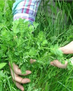 URI Agronomy Farm, May 2014