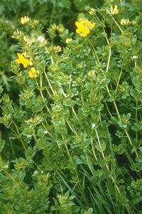 Birdsfoot trefoil (Lotus corniculatus L.) Photo courtesy of Oregon State University Forage Information System – http://forages.oregonstate.edu