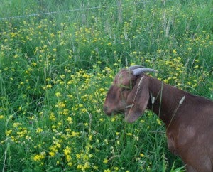 Photo courtesy of tatiana Stanton, Cornell Sheep and Goat Program