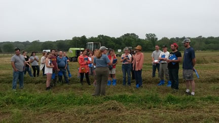 Alternative Parasite Control Field Day, July 2016, Kingston, RI - BFT hay plots