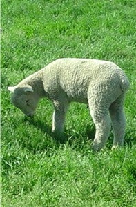 lambs_Peckham2