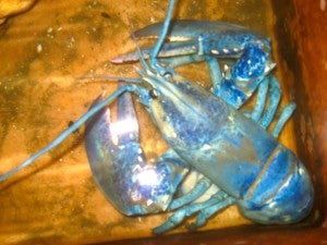 bluelobster