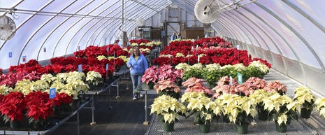 Our annual winter plant sale featuring ~25 varieties of poinsettias grown by volunteers as part of the North American poinsettia trials.