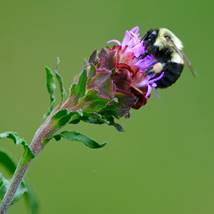 pollinator health