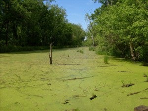 Algal_Bloom