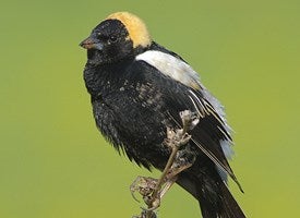Bobolink