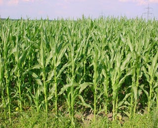 Maize Transformation Protocol