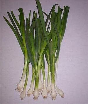 Development of Green Garlic as a New Vegetable