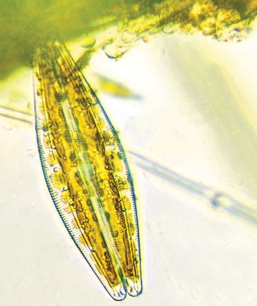 Photo of a diatom
