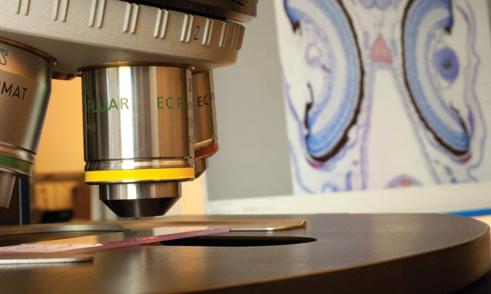 A microscope in the lab of Jacqueline Webb
