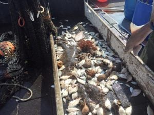 SHows catch from GSO Fish Trawl.