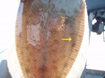 A small sexually mature female winter flounder (Pseudopleuronectes americanus), viewed against bright sunlight. The yellow arrow indicates gonad tissue, which extends to the posterior end of the body cavity (note that the stomach and intestines are towards the head, visible as a darkened area towards the top right of photo). Photo by E. Bohaboy.