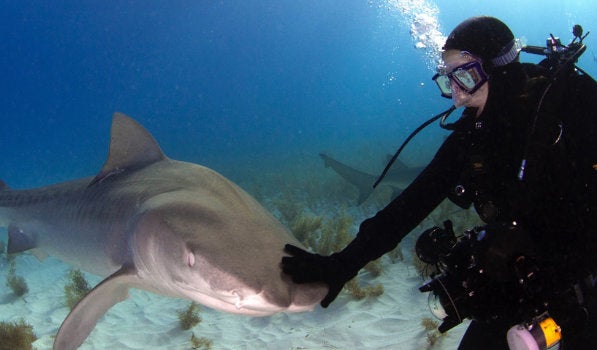 Lauren Benoit ’16, MO ’17 swims with a shark